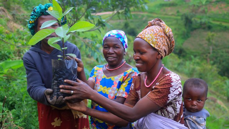 Reforestation Program